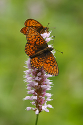 boloria eunomia, Bog Fritillary, Rare butterfly, endang