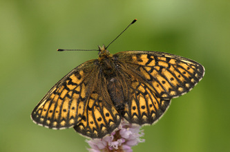 boloria eunomia, Bog Fritillary, Rare butterfly, endang