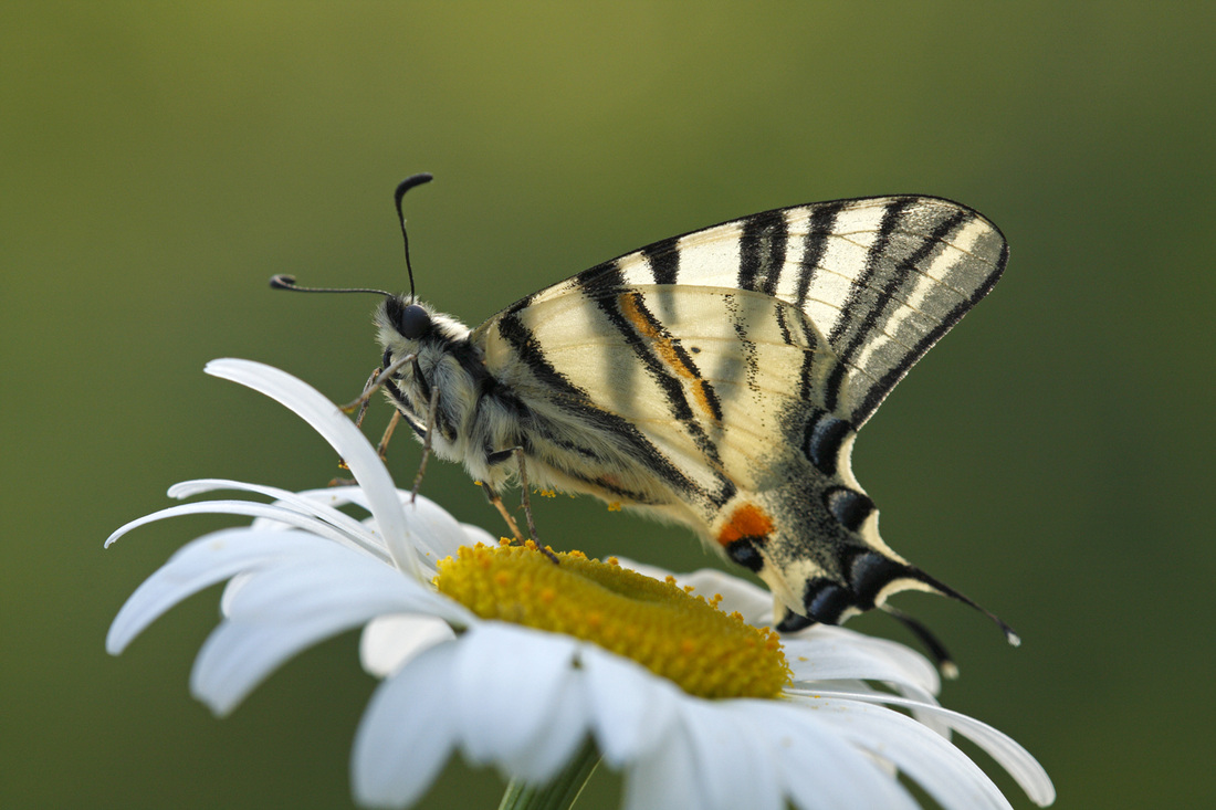 Scarce Swallowtail Butterfly Photograph by John Devries 